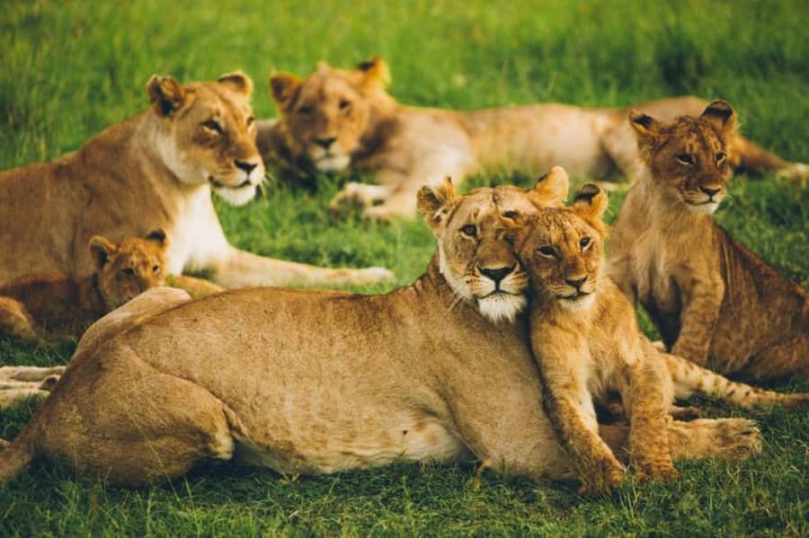 4 DAYS MAASAI MARA & LAKE NAKURU SMALL GROUP SAFARI BY 4WD - Who should book this safari?