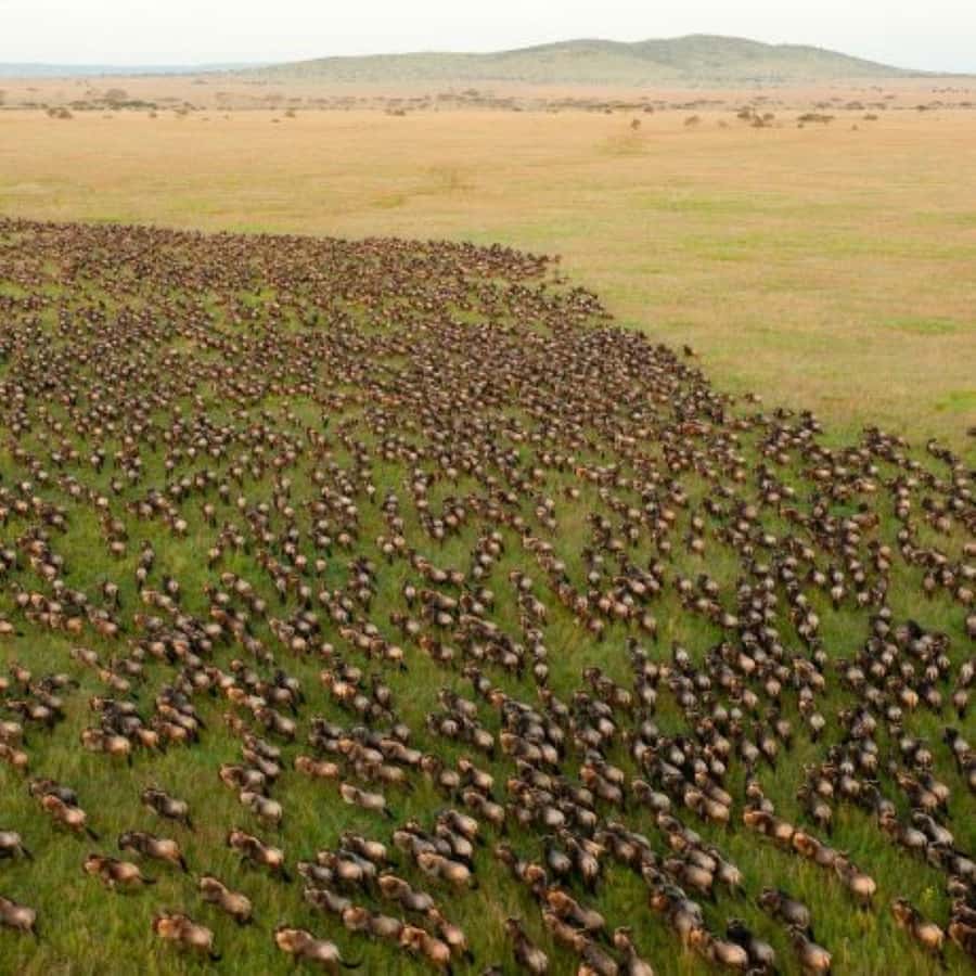 4 DAYS MAASAI MARA & LAKE NAKURU SMALL GROUP SAFARI BY 4WD - Day two: the Mara’s main wildlife day