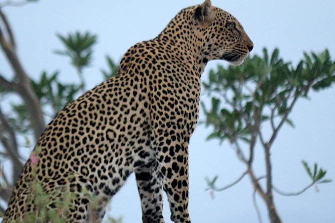 4 days Maasai Mara-Nakuru Mid-Range - Meals, accommodation, and comfort