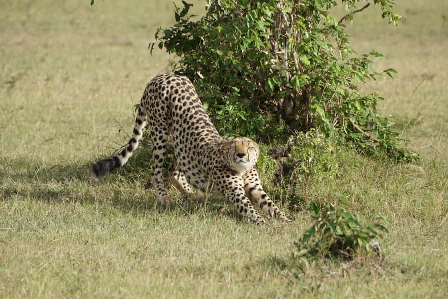 4 DAYS MAASAI MARA NATIONAL RESERVE GROUP SAFARI- 4WD - Key points before you book