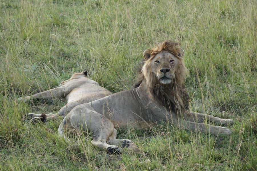 4 DAYS MAASAI MARA NATIONAL RESERVE GROUP SAFARI- 4WD - Days two and three: full days among the Mara wildlife