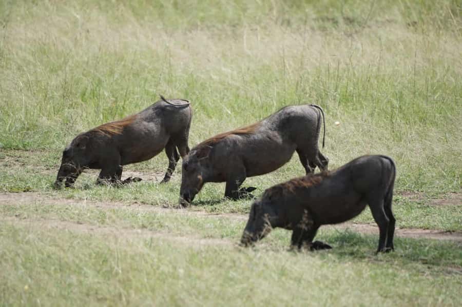4 DAYS MAASAI MARA NATIONAL RESERVE GROUP SAFARI- 4WD - Day one: Nairobi, the Rift Valley, and a first Mara game drive