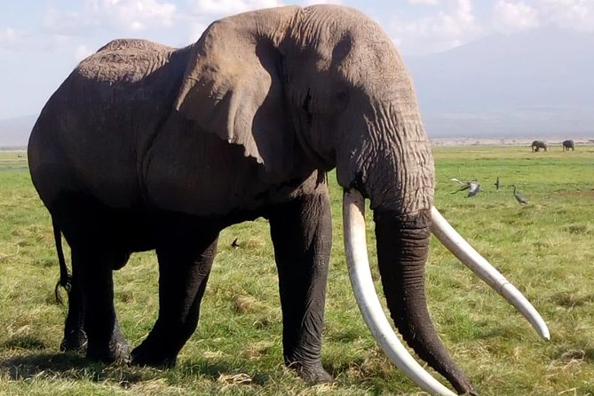 4 Days - Majestic Maasai Mara and Lake Nakuru Safari - Day one: Nairobi to the Mara through the Great Rift Valley