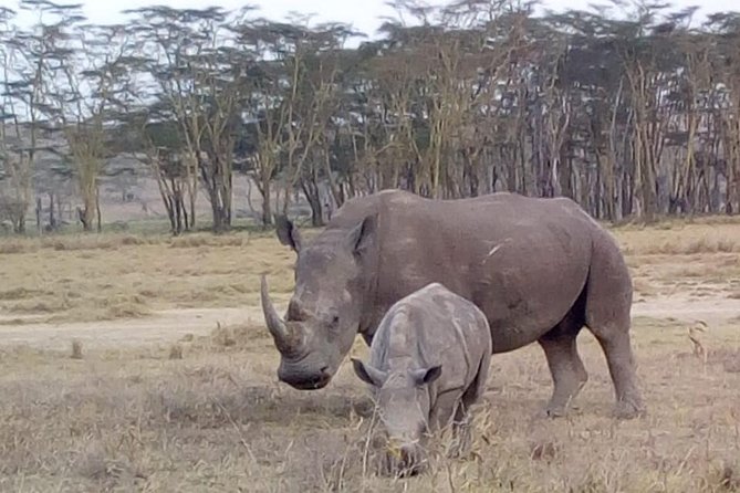 4 Days - Majestic Maasai Mara and Lake Nakuru Safari - Day three: one last Mara drive, then the long road to Nakuru