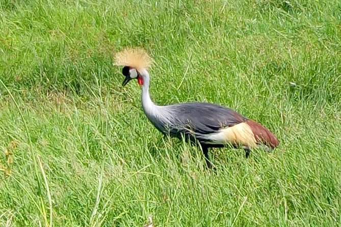 4 Days - Majestic Maasai Mara and Lake Nakuru Safari - Day four: white rhinos and Lake Nakuru’s birdlife
