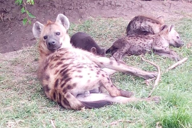 4 Days - Majestic Maasai Mara and Lake Nakuru Safari - Transport, timing, and the private group question