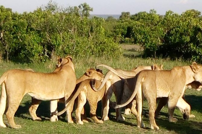 4 Days - Majestic Maasai Mara and Lake Nakuru Safari - Guides, accommodation, and the human side of the trip