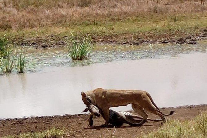 4 Days - Majestic Maasai Mara and Lake Nakuru Safari - Is $2,300 good value?