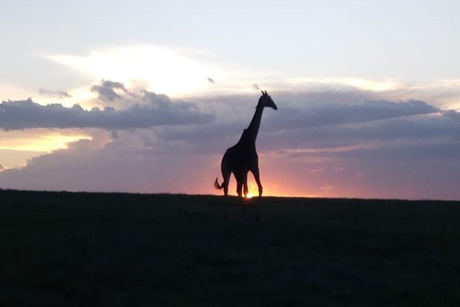 4 Days - Majestic Maasai Mara and Lake Nakuru Safari - Day two: a full Mara day near the wildlife action