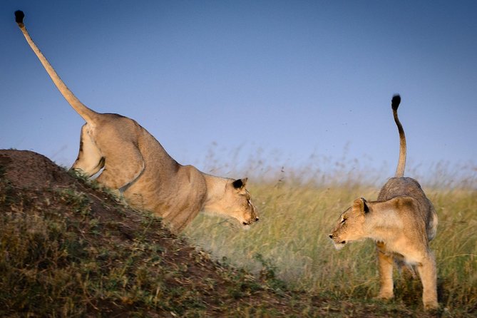 4 Days Masai Mara and Lake Nakuru Budget Safari Meals included - Day 3: A 6:00 a.m. start and the road to Nakuru
