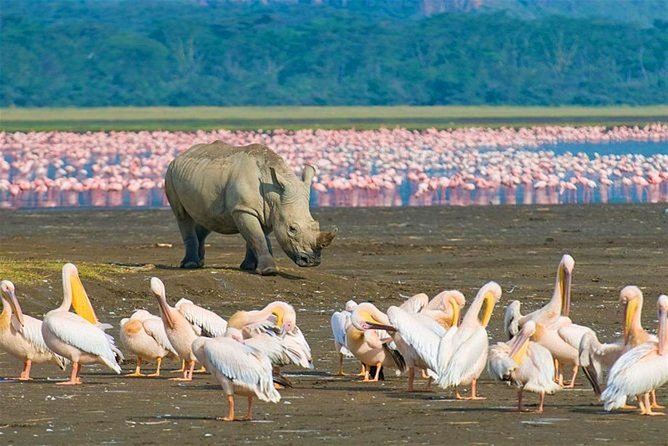 4 Days Masai Mara and Lake Nakuru Budget Safari Meals included - The open-roof minivan and group size