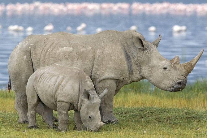 4 Days Masai Mara and Lake Nakuru Budget Safari Meals included - Meals and accommodation: practical comfort, not excess