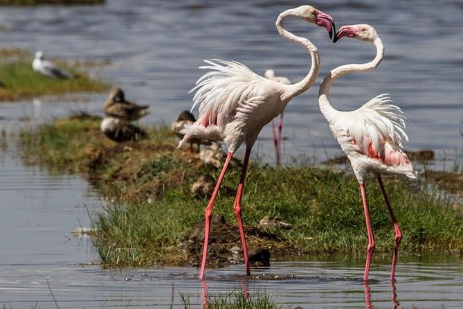 4 Days Masai Mara and Lake Nakuru Budget Safari Meals included - Leaving Nairobi for the Great Rift Valley