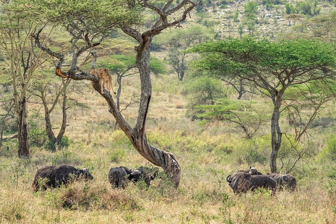 4 Days Masai Mara and Lake Nakuru Mid-Luxury safari - Service, guides, and the practical details