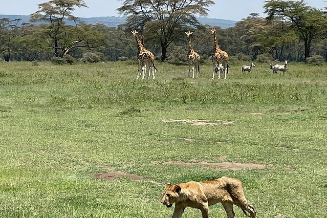 4 Days Masai Mara and Lake Nakuru Mid-Luxury safari - Lake Nakuru: a strong first stop for rhinos