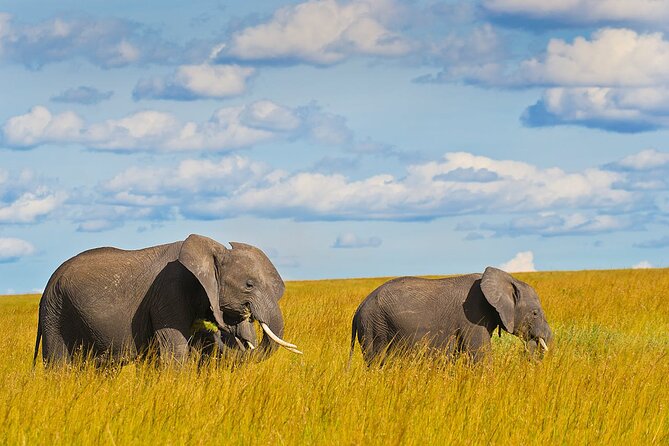 4 Days Masai Mara and Lake Nakuru Shared Camping Safari - Day four: Rhinos and a timed return to Nairobi