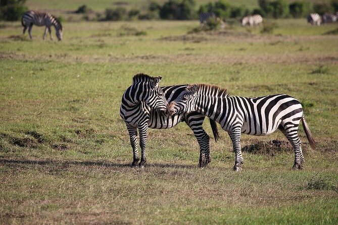 4 Days Masai Mara and Lake Nakuru Shared Camping Safari - Wildlife value: big cats in the Mara, rhinos at Nakuru