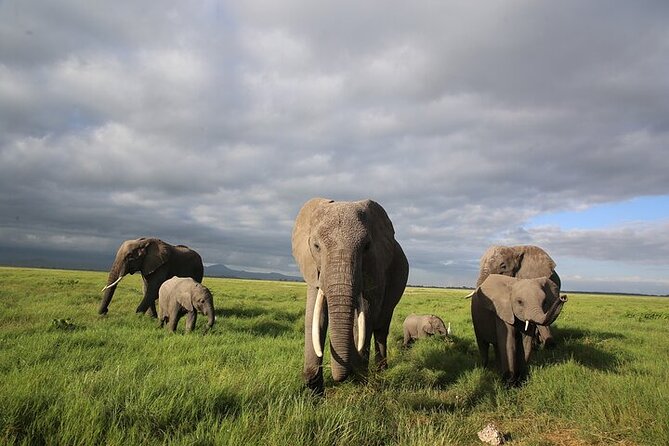 4 Days Masai Mara and Lake Nakuru Shared Camping Safari - Family suitability and comfort on the road