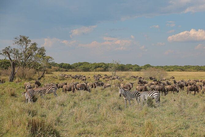 4 Days Masai Mara and Lake Nakuru Shared Camping Safari - Day one: Rift Valley views and the first Mara game drive