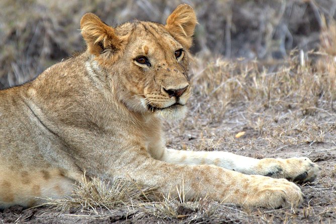 4 Days Masai Mara Camping Safari - Day one: Nairobi, the Rift Valley, and your first Mara game drive
