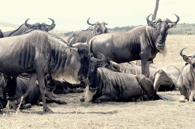 4 Days Masai Mara Camping Safari - Camping, meals, and comfort at the private site