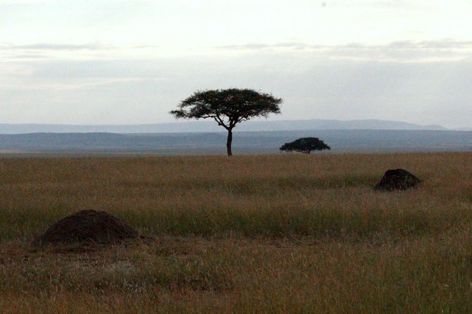 4 Days Masai Mara Camping Safari - How the guides and vehicles affect your safari