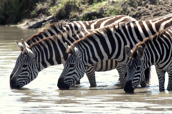4 Days Masai Mara Camping Safari - Who gets the best value from the $1,150 price