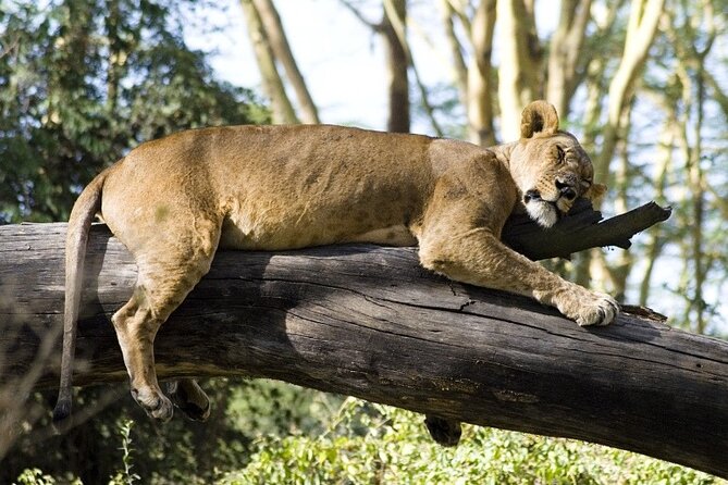 4 Days Masai Mara & Lake Nakuru Budget Group Safari in a 4x4 Jeep - Key points to know before booking