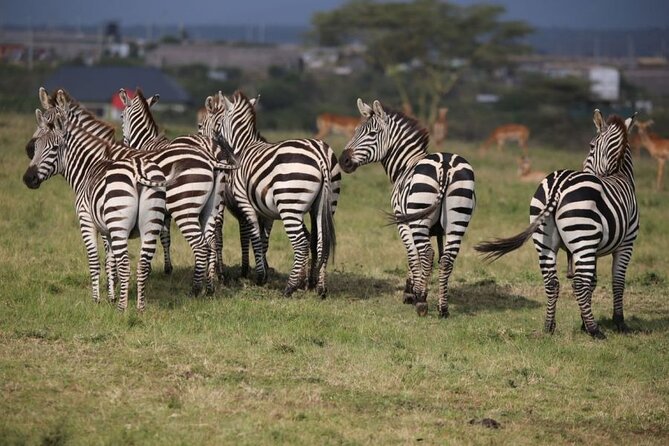4 Days Masai Mara & Lake Nakuru Budget Group Safari in a 4x4 Jeep - Day three: leaving the Mara for Lake Nakuru