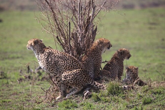 4 Days Masai Mara & Lake Nakuru Budget Group Safari in a 4x4 Jeep - The guide matters more than the brochure