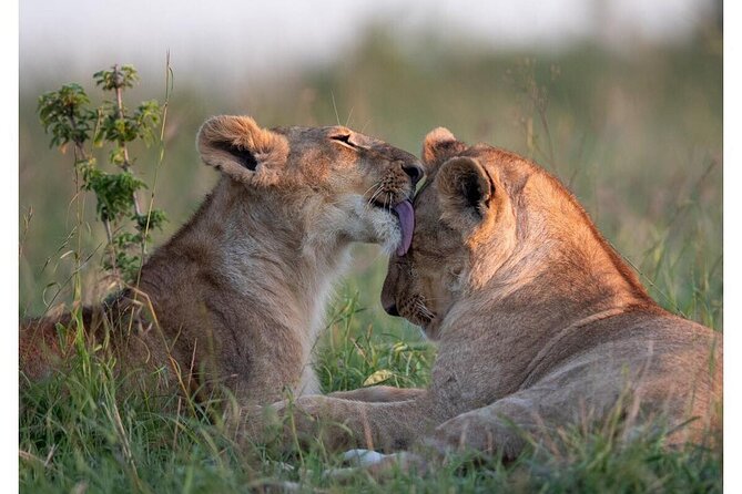 4 Days Masai Mara/Lake Nakuru Budget Safari - Key points to know before booking
