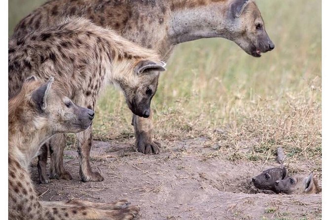 4 Days Masai Mara/Lake Nakuru Budget Safari - Two parks, two very different wildlife settings