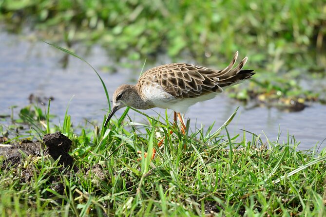 4 Days Masai Mara/Lake Nakuru Budget Safari - Day 3: Leaving the Mara for Lake Nakuru