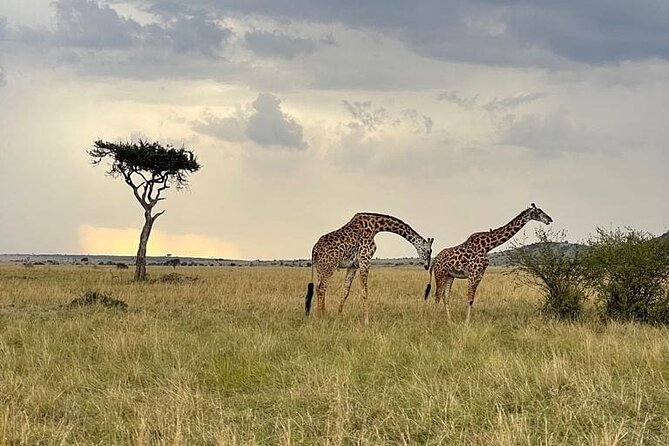 4 Days Masai Mara & Lake Nakuru Group Joining Safari - What the $650 price really buys
