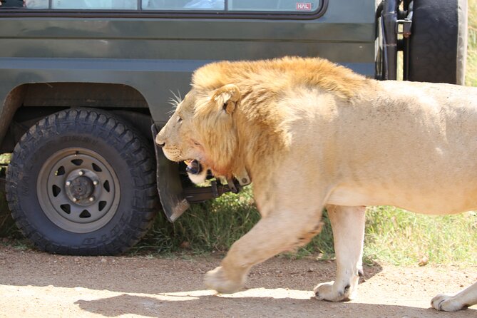 4 Days Masai Mara Lake Nakuru Jeep Safari - Day 3: Leaving the Mara for Lake Nakuru