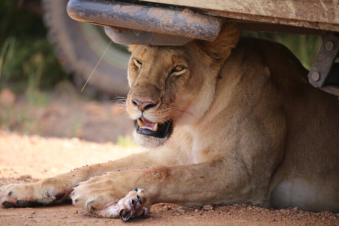 4 Days Masai Mara Lake Nakuru Jeep Safari - What the $576.93 price really covers