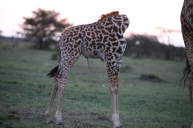 4 Days Masai Mara Lake Nakuru Jeep Safari - The guide can make or break the experience