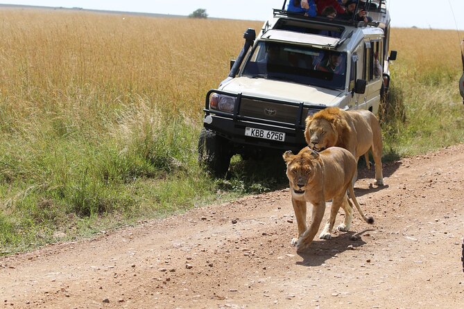 4 Days Masai Mara Lake Nakuru Jeep Safari - Comfort, pacing, and who should book