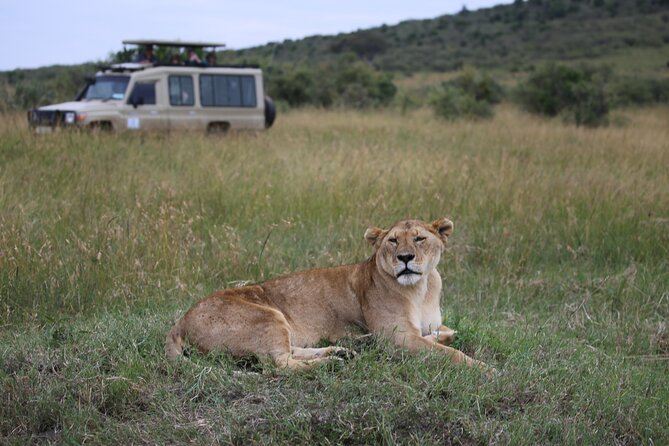4 Days Masai Mara Lake Nakuru Jeep Safari - Day 2: A full day across the Mara Triangle