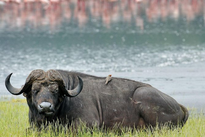 4 Days Masai Mara & Lake Nakuru Lodge Safari - What makes this safari worth your time