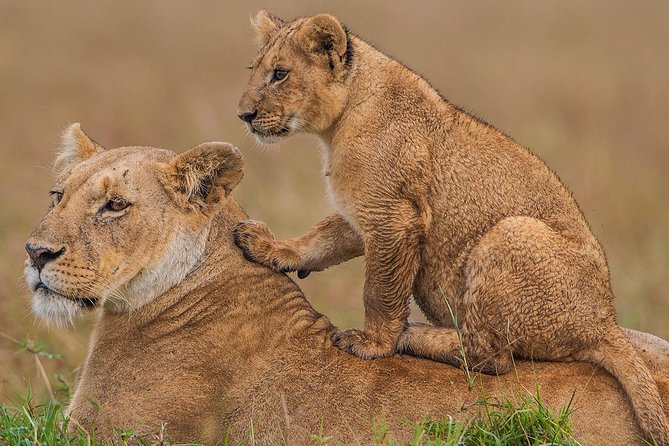 4 Days Masai Mara & Lake Nakuru Lodge Safari - Why the Maasai Mara and Lake Nakuru work well together