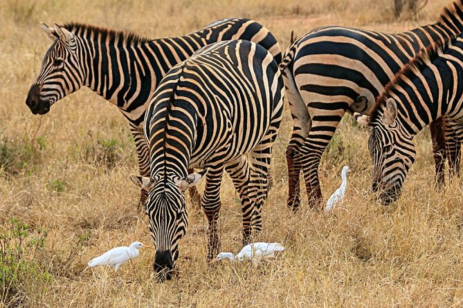 4 Days Masai Mara Nakuru - What the $589.75 price means