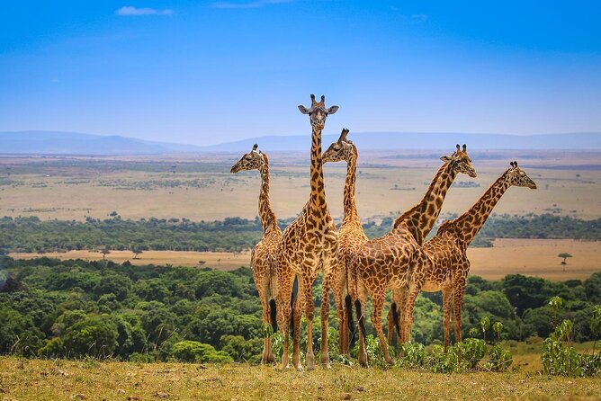 4 days masai mara Nakuru Joining safari - What this four-day safari is really offering