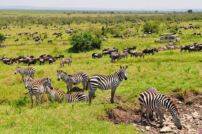 4 days masai mara Nakuru Joining safari - Day one: reaching Masai Mara through Narok