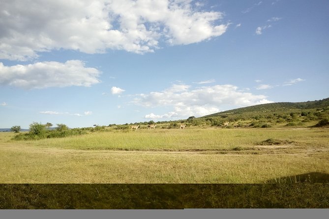 4 Days Masai Mara Nakuru - Leaving Nairobi at 8:00 am
