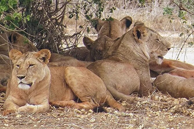 4 Days Mid Luxury Safari, Lake Nakuru and Masai Mara. - Key details to know before booking