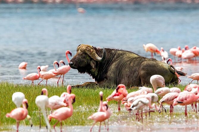 4 Days Mid Luxury Safari, Lake Nakuru and Masai Mara. - From Nairobi to Lake Nakuru at 7:00 a.m.