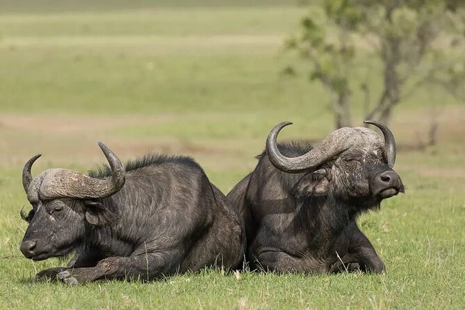 4 Days Mid Luxury Safari, Lake Nakuru and Masai Mara. - The long transfer to Maasai Mara on day two