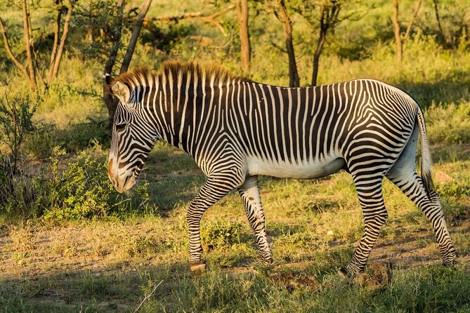 4 Days Mid Luxury Safari, Lake Nakuru and Masai Mara. - What the private Landcruiser changes