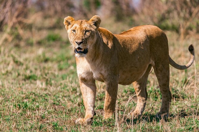 4 Days of Untamed Beauty: An Unforgettable Masai Mara Road Safari - Day 3: More time for the animals you missed